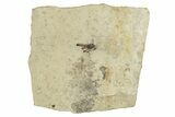 Detailed Fossil March Fly (Bibionidae) - France #254187-1
